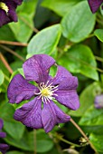 CLEMATIS ETOILE VIOLETTE