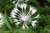 CENTAUREA MONTANA ROSEA