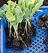 CALABRESE SEEDLINGS