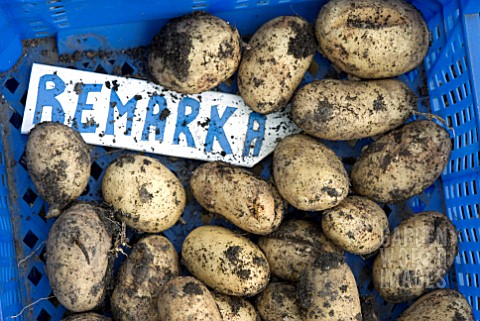 POTATOES_REMARKA