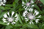 CENTAUREA MONTANA ROSEA