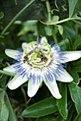 PASSIFLORA CAERULEA