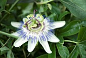 PASSIFLORA CAERULEA