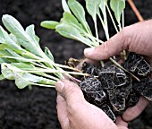 CALABRESE SEEDLINGS