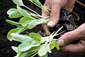 CALABRESE SEEDLINGS