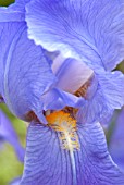 IRIS LARGE BLUE