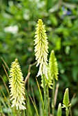 KNIPHOFIA LITTLE MAID