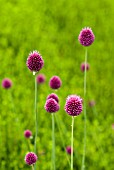 ALLIUM SCHOENOPRASUM