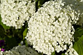 HYDRANGEA ARBORESCENS ANNABELLE