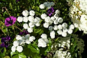 ACHILLEA PTARMICA THE PEARL