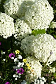 HYDRANGEA ARBORESCENS ANNABELLE