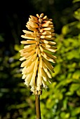 KNIPHOFIA TAWNY KING