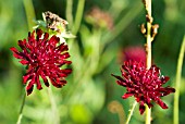 KNAUTIA MACEDONICA