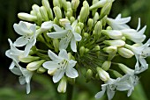 AGAPANTHUS ALBUS