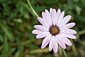 OSTEOSPERMUM BARBERAE COMPACTA