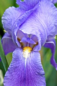 IRIS LARGE BLUE