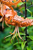 LILIUM TURKS CAP