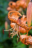 LILIUM TURKS CAP