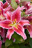 LILIUM STAR-GAZER