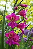 GLADIOLUS COMMUNIS BYZANTINUS