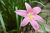 ZEPHYRANTHES ROBUSTA