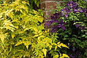 JASMINUM OFFICINALE FIONA SUNRISE,  CLEMATIS POLISH SPIRIT