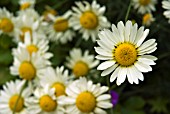 ANTHEMIS TINCTORIA EC BUXTON