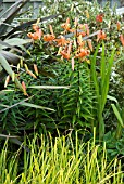 LILIUM TURKS CAP, PHORMIUM BRONZE BABY, CAREX STRICTA AUREA