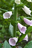 DIGITALIS