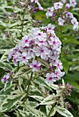 PHLOX PANICULATA FROSTED ELEGANCE