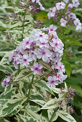 PHLOX_PANICULATA_FROSTED_ELEGANCE