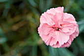 DIANTHUS CARMINE JOY