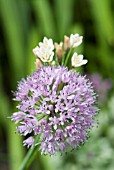 TULBAGHIA NATALENSIS, TULBAGHIA  FRAGRANS