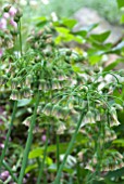 NECTAROSCORDUM SICULUM BULGARICUM