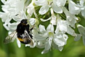 AGAPANTHUS ALBUS