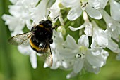 AGAPANTHUS ALBUS