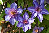 CLEMATIS MULTI-BLUE