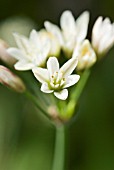 TULBAGHIA  FRAGRANS