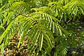 ALBIZIA JULIBRISSIN