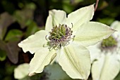 CLEMATIS FLORIDA PISTACHIO