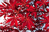 ACER PALMATUM ATROPURPUREUM