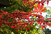 ACER PALMATUM ATROPURPUREUM