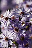 ASTER NOVAE-ANGLIAE. LITTLE CARLOW (CORDIFOLIUS HYBRID)