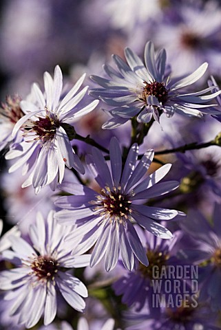 ASTER_NOVAEANGLIAE_LITTLE_CARLOW_CORDIFOLIUS_HYBRID