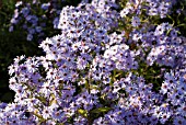 ASTER NOVAE-ANGLIAE. LITTLE CARLOW (CORDIFOLIUS HYBRID)