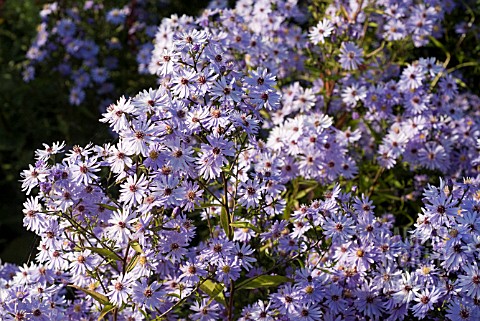 ASTER_NOVAEANGLIAE_LITTLE_CARLOW_CORDIFOLIUS_HYBRID