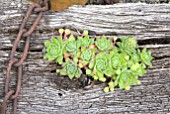 SEMPERVIVUM ARACHNOIDEUM