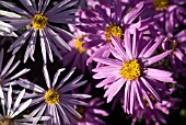 ASTER RADULA, ASTER BRILLIANT