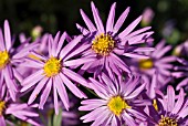 ASTER BRILLIANT