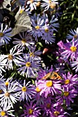 ASTER RADULA, ASTER BRILLIANT WITH SMALL TORTOISESHELL - AGLAIS URTICAE